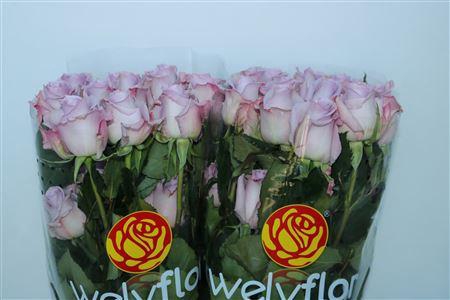 <h4>R GR OCEAN SONG</h4>