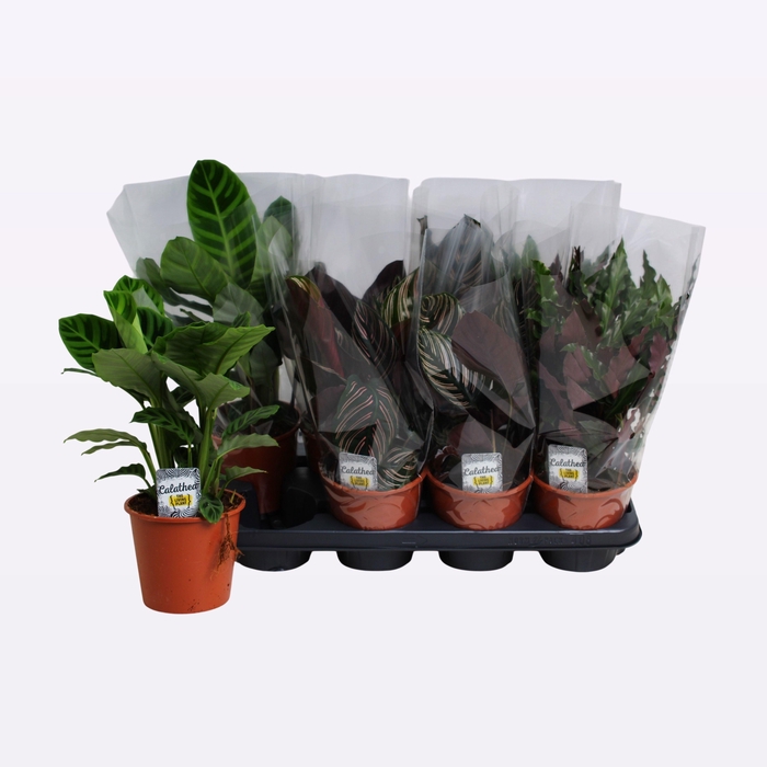 <h4>CALAT GEM 3 SRT</h4>