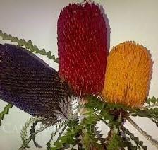 Banksia Tint Prionotes