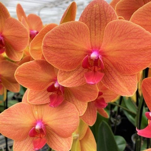 PHAL ORANGE FIBER PER BLOEM 100 bloemen