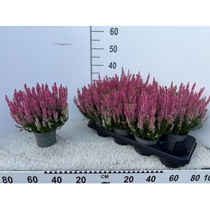 CALLU BL LAURA