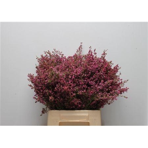 Kaaps Erica Bicolor