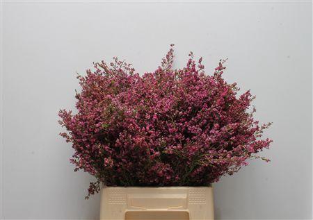 <h4>Kaaps Erica Bicolor</h4>