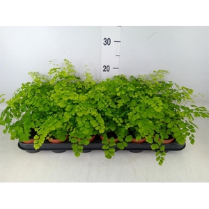 Adiantum raddi. 'Fragrans'