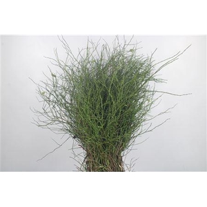 Bosbes Per Pak ( Bosjes X5 Schoon ) Extra