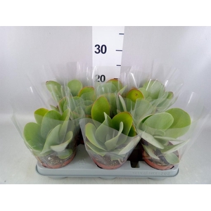 Kalanchoe NF thyrsiflora 'Red Lips'