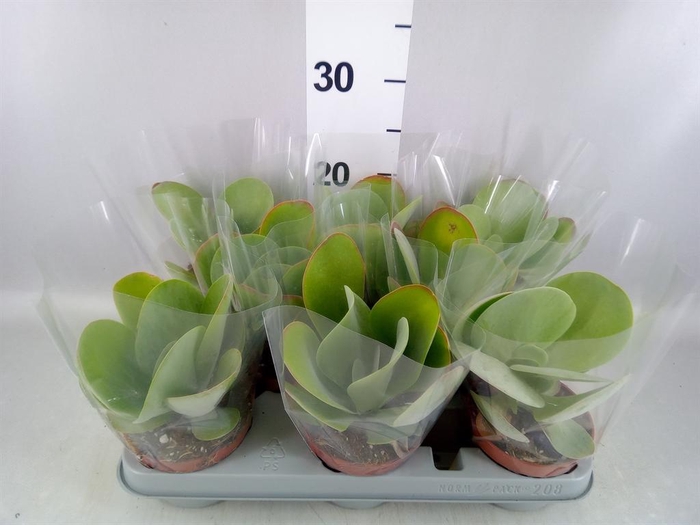 <h4>Kalanchoe NF thyrsiflora 'Red Lips'</h4>