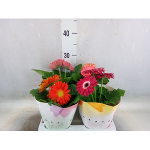 Gerbera  'Colourgame'   ...mix