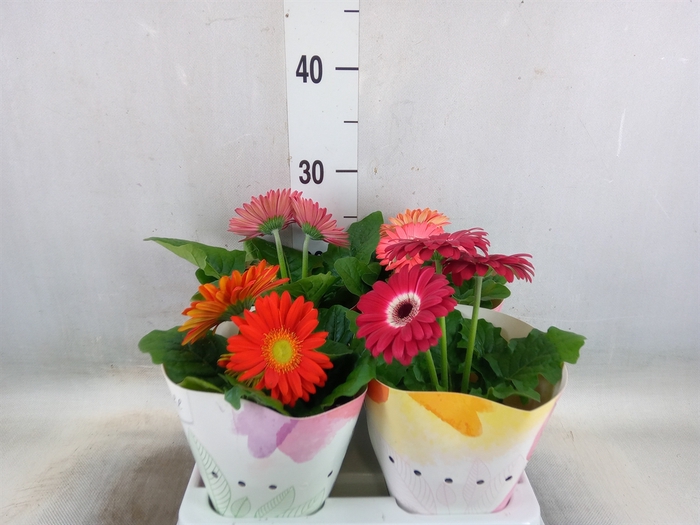 <h4>Gerbera  'Colourgame'   ...mix</h4>