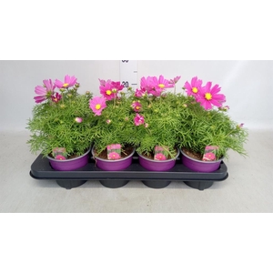 Cosmos bipinnatus 'Casanova Violet'