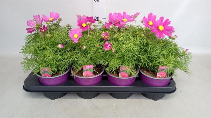 <h4>Cosmos bipinnatus 'Casanova Violet'</h4>