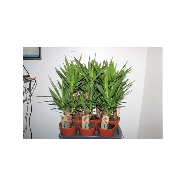 <h4>Yucca 45-20 Cm Meerkop</h4>