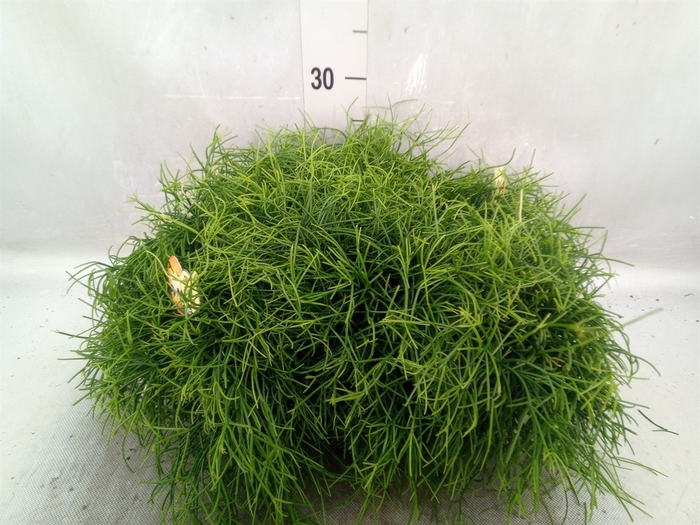 Rhipsalis cassutha