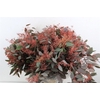 Euca Populus Berry Metal Red P Bunch