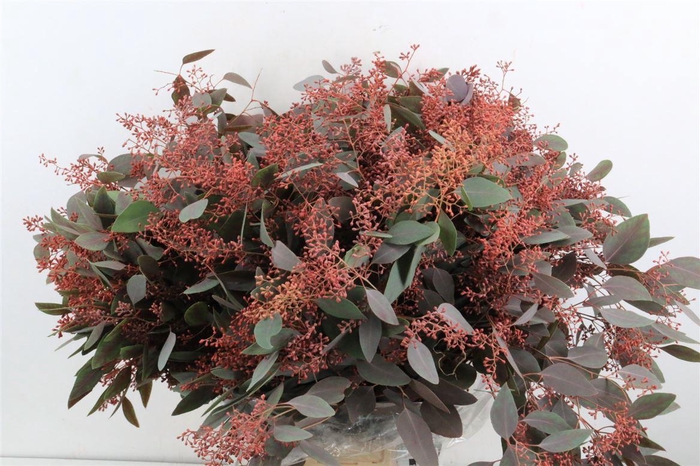 Euca Populus Berry Metal Red P Bunch