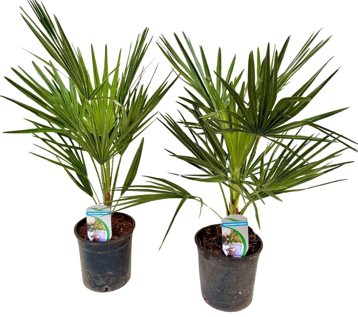 <h4>Chamaerops humilis</h4>