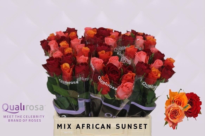 <h4>R GR MIX AFRICAN SUNSET</h4>