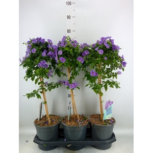 Lycianthes ran. 'Blue Fountain'