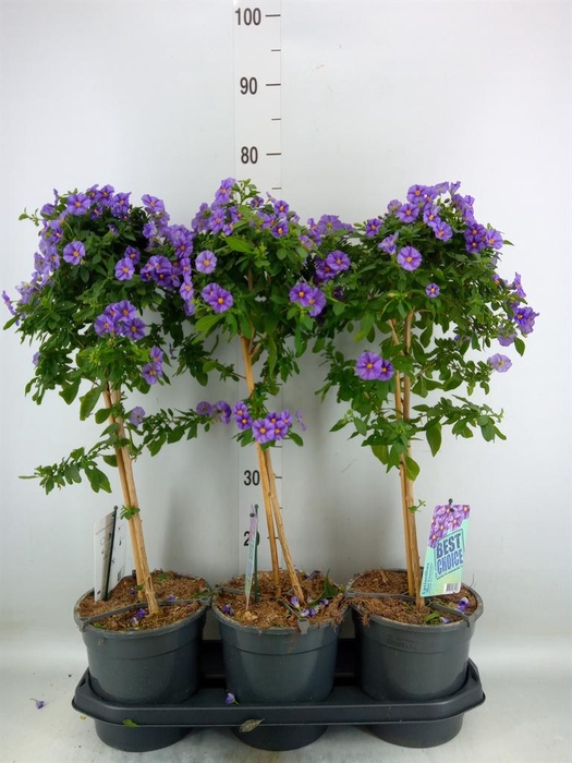 <h4>Lycianthes ran. 'Blue Fountain'</h4>