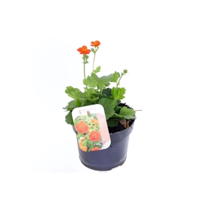 Geum coccineum Tosai Orange
