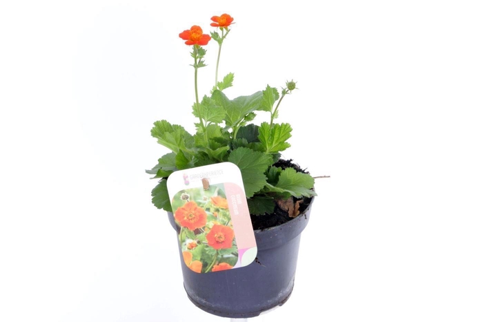 <h4>Geum coccineum Tosai Orange</h4>