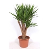 Yucca