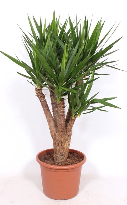 Yucca