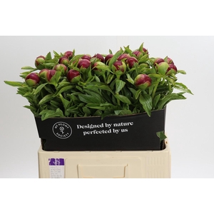 Paeonia Red Charm