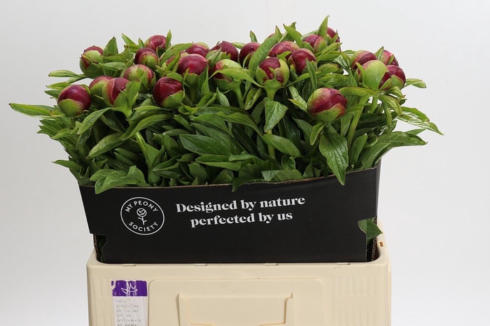 <h4>Paeonia Red Charm</h4>