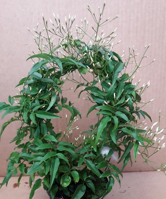 <h4>JASMINUM POLYANTHUM</h4>