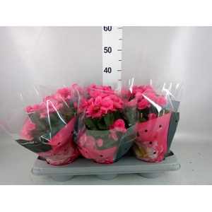 Begonia elat. DU 'Move2Joy Pink'
