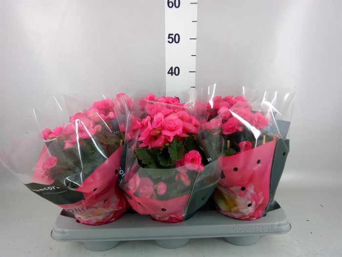 <h4>Begonia elat. DU 'Move2Joy Pink'</h4>