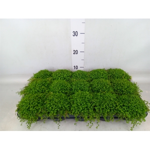 Soleirolia soleirolii   ...green