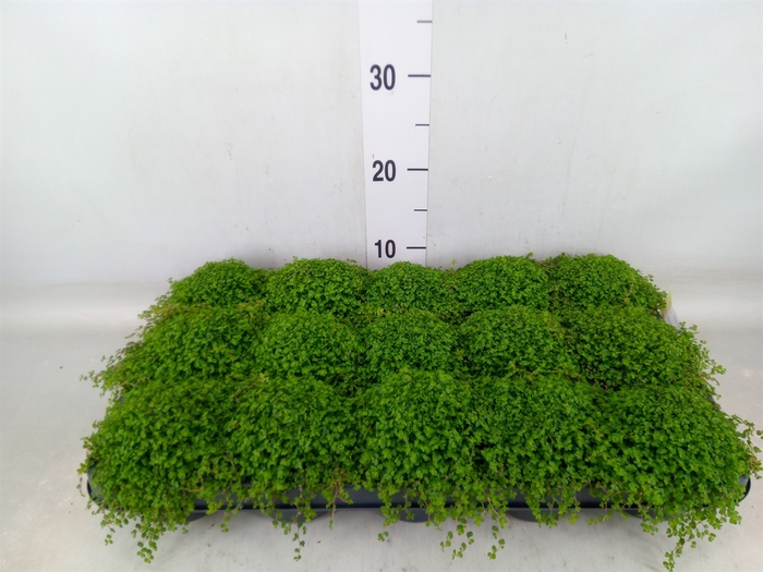<h4>Soleirolia soleirolii   ...green</h4>