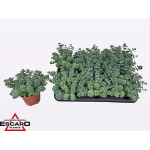 SEDUM SI MEDIOVARIEG