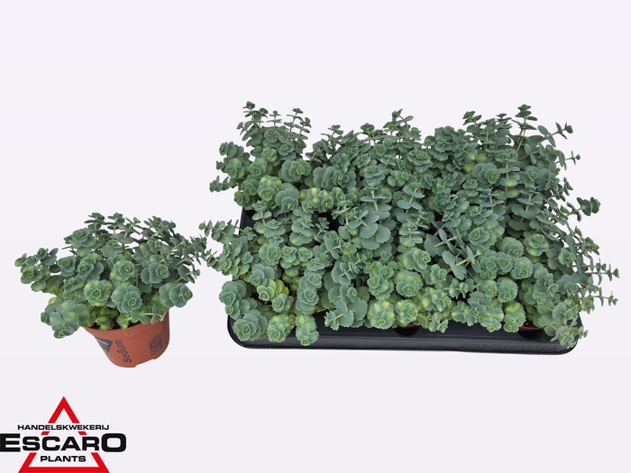 <h4>SEDUM SI MEDIOVARIEG</h4>