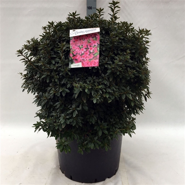 <h4>Rhodo. (AJ) 'Mad. van Hecke' pink</h4>