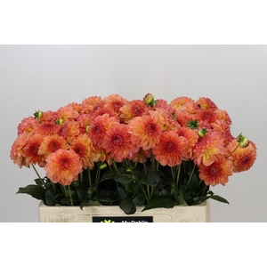 Dahlia Chanel