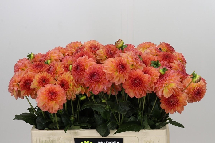 <h4>Dahlia Chanel</h4>