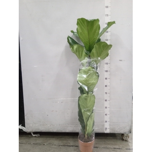 Ficus lyrata