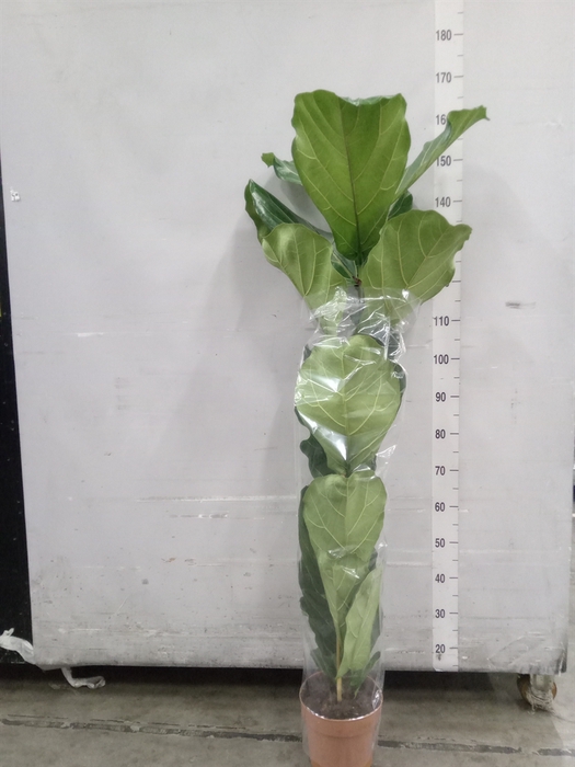 <h4>Ficus lyrata</h4>