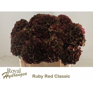 HORT MAGICAL RUBYRED CLASSIC