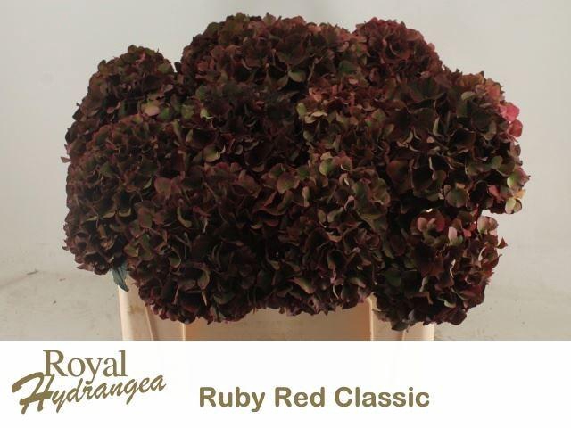 <h4>HORT MAGICAL RUBYRED CLASSIC</h4>