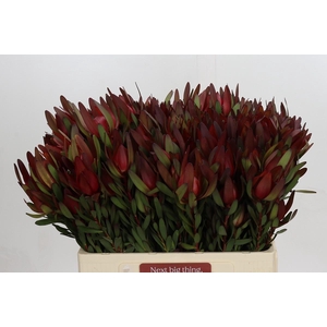 Leucadendron Saf Sunset Dark R.Spray