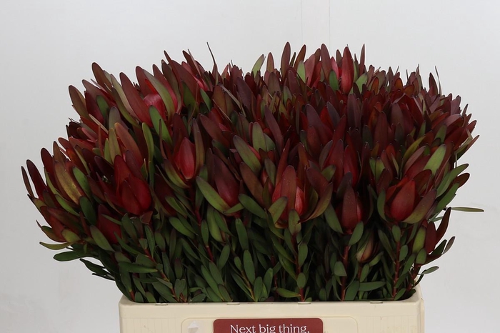 <h4>Leucadendron Saf Sunset Dark R.Spray</h4>