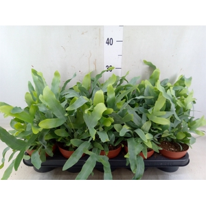 Phlebodium aureum 'Blue Star'