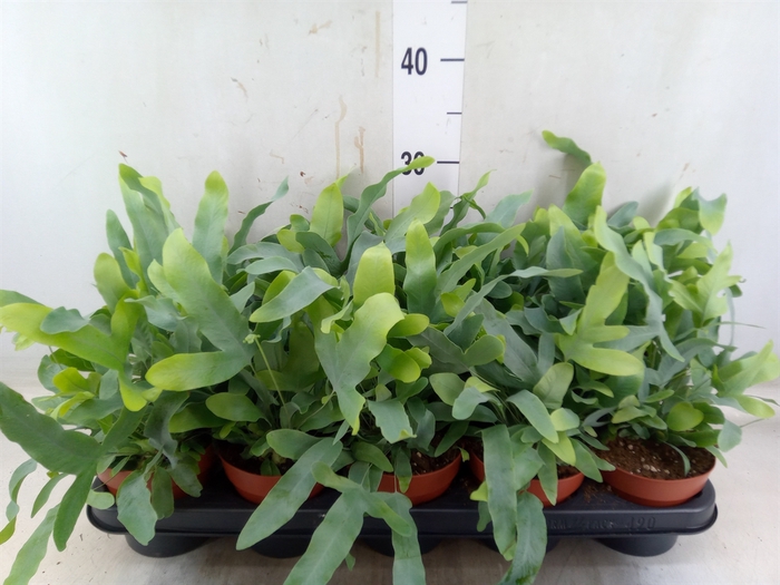 <h4>Phlebodium aureum 'Blue Star'</h4>