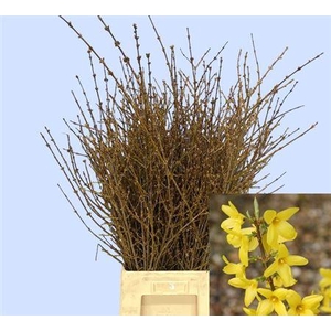 Forsythia Bos