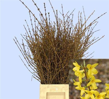 <h4>Forsythia Bos</h4>