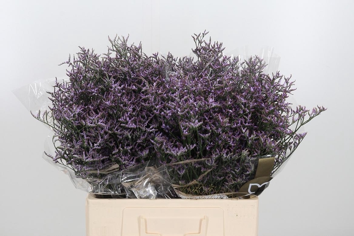 <h4>Lim Saf Pink Sky</h4>